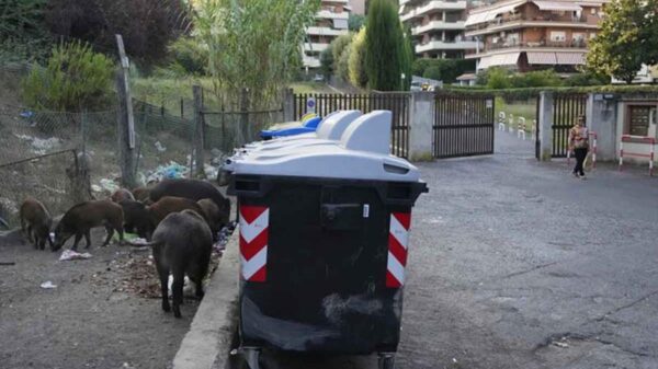 Jabalíes invaden Roma y hartan a los residentes