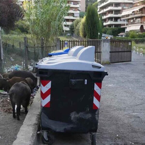 Jabalíes invaden Roma y hartan a los residentes