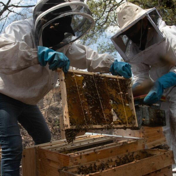 Impugnan pobladores mayas iniciativa de ley apícola