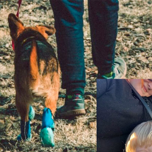 Menor de 7 años muere tras ser atacado por su perro que acababa de adoptar