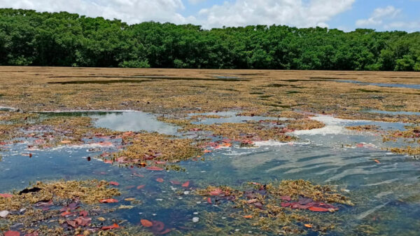 Quintana Roo actualiza ordenamientos ecológicos para proteger su riqueza natural