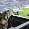 México tiene el primer estadio de futbol "Pet friendly" en el mundo