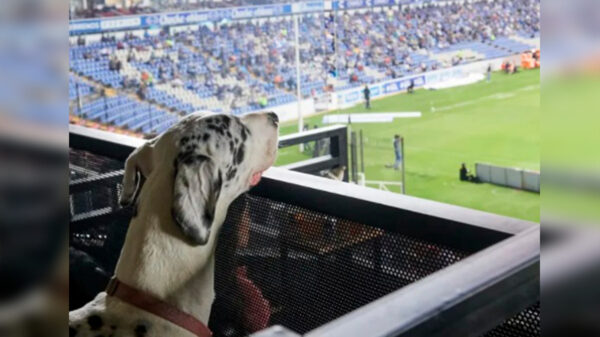 México tiene el primer estadio de futbol "Pet friendly" en el mundo