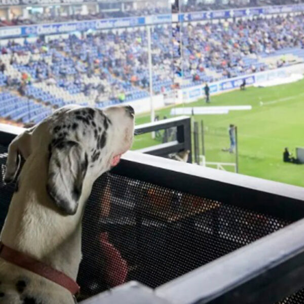 México tiene el primer estadio de futbol "Pet friendly" en el mundo