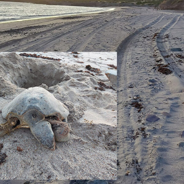 Denuncian criminal atropellamiento de tortugas marinas