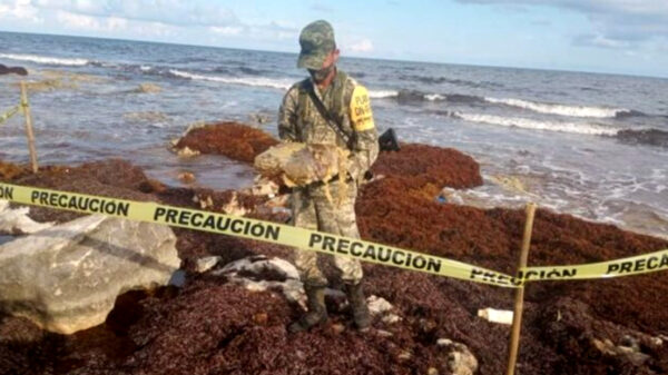 Sigue recalando droga en playas de Cozumel