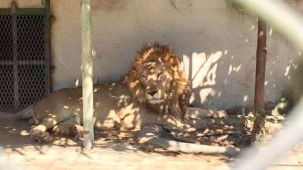 Sacrifican a balazos a león luego de que mató a su cuidador