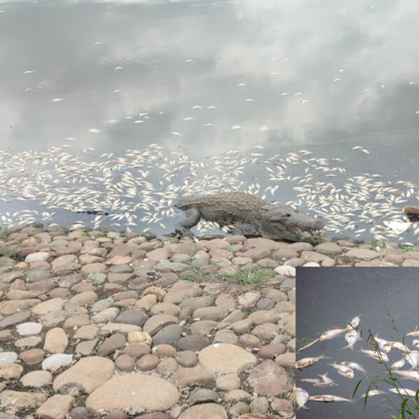 Se registra mortandad de peces en la Laguna de las Ilusiones en Tabasco