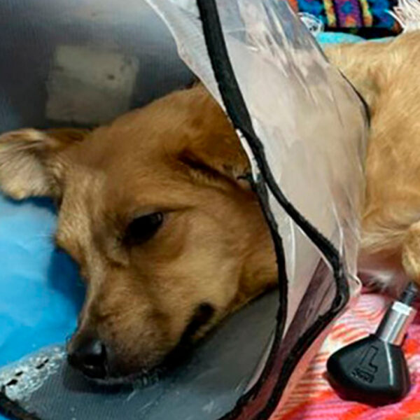 Video: Veterinarios rusos salvan a perrita y le ponen patas biónicas