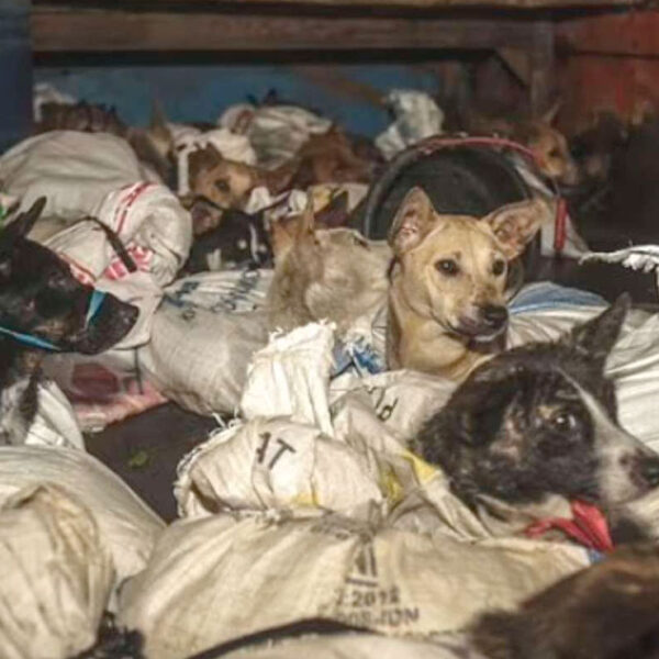 Más de 50 perros fueron rescatados; iban a ser asesinados para vender su carne