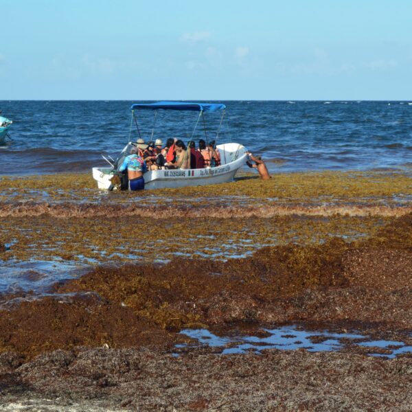 Reporta Semar que recolectaron casi 45 mil toneladas de sargazo
