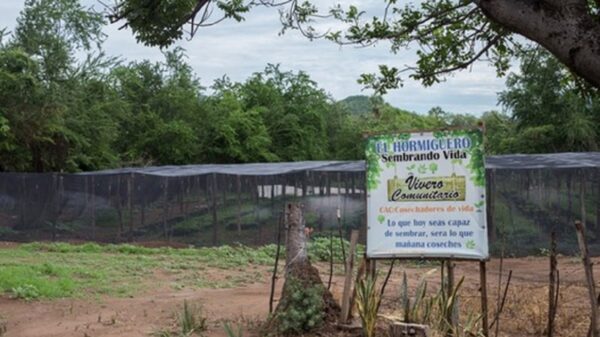 Plan forestal de COP26 inspirado por Sembrando Vida: AMLO