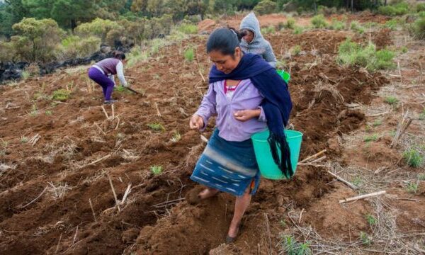 COP26: Cien países logran acuerdo para reforestar el planeta