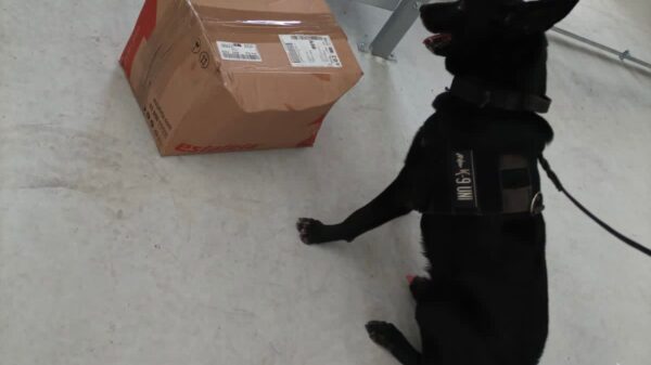 Policía de Playa del Carmen decomisa droga en empresa de paquetería.