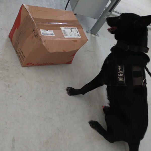 Policía de Playa del Carmen decomisa droga en empresa de paquetería.