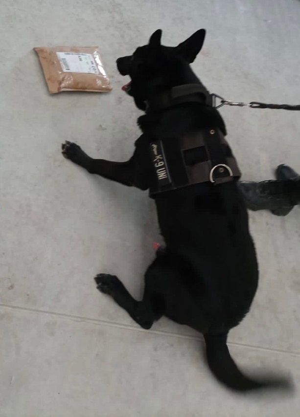 Policía de Playa del Carmen decomisa droga en empresa de paquetería; binomio canino detectó dos cajas sospechosas y tras una revisión se detectó alcaloide.