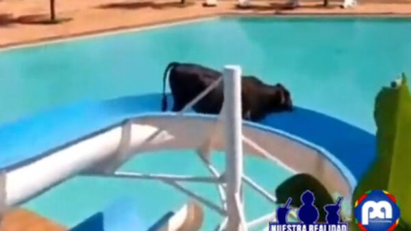 Buey en fuga!, escapa de matadero y sube a un tobogán