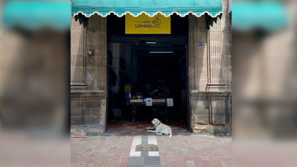 Aprehenden a defraudador, miembro de una de las familias mas influyentes en Guadalajara Jalisco