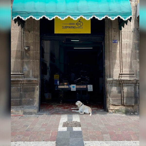 Aprehenden a defraudador, miembro de una de las familias mas influyentes en Guadalajara Jalisco