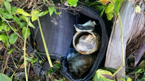 Aseguran mochila con granada y droga en colonia de Cozumel.