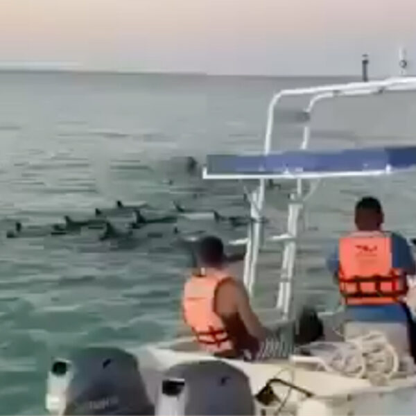 Video: Reportan varamiento de delfines en aguas de Holbox, uno muere