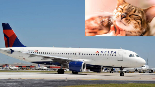 Arrestan a mujer tras descubrirla amamantando a su gato en pleno vuelo