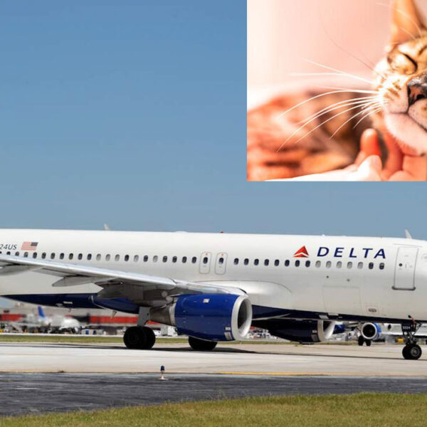 Arrestan a mujer tras descubrirla amamantando a su gato en pleno vuelo