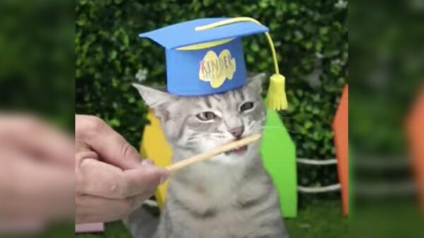 Video: Kínder para gatitos se hace viral