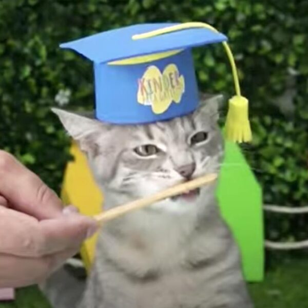 Video: Kínder para gatitos se hace viral