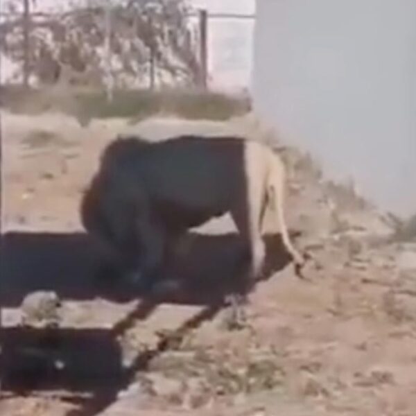 Video: Feroz león devoró a su propio cachorro en zoológico de Hidalgo