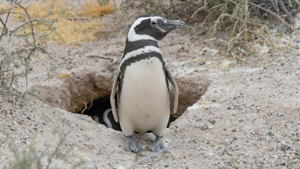 ¡Crueldad! Sujeto aplasta cerca de 140 nidos de pingüinos y mata a decenas