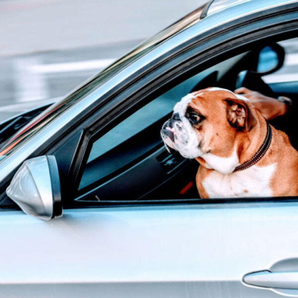 ¡Cuidado! No debes de llevar a tu mascota en las piernas, podrían multarte