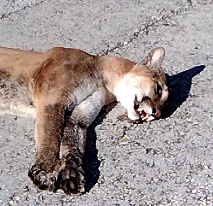 Conductor atropella a un puma en carretera a Mahahual