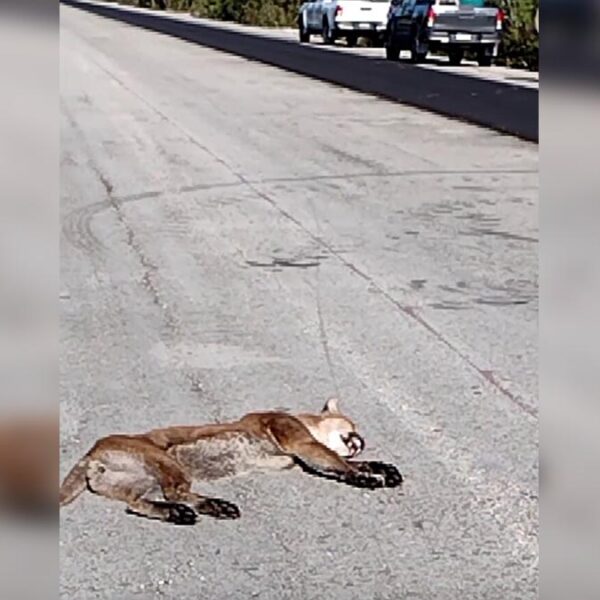 Conductor atropella a un puma en carretera a Mahahual