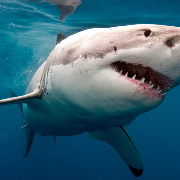 Menor es mordido por tiburón en Mahahual