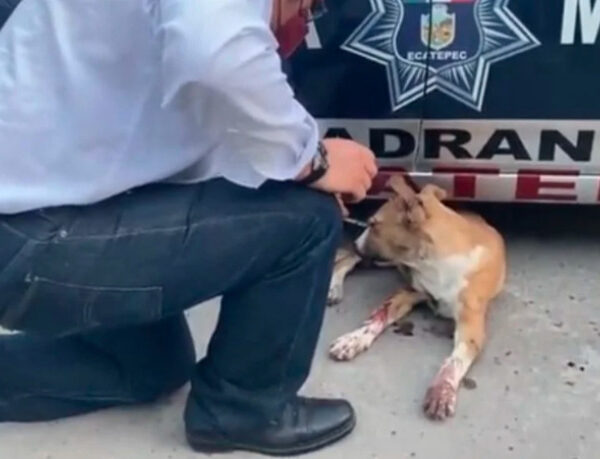 Lomito pierde un ojo por ataque con pirotecnia (VIDEO).