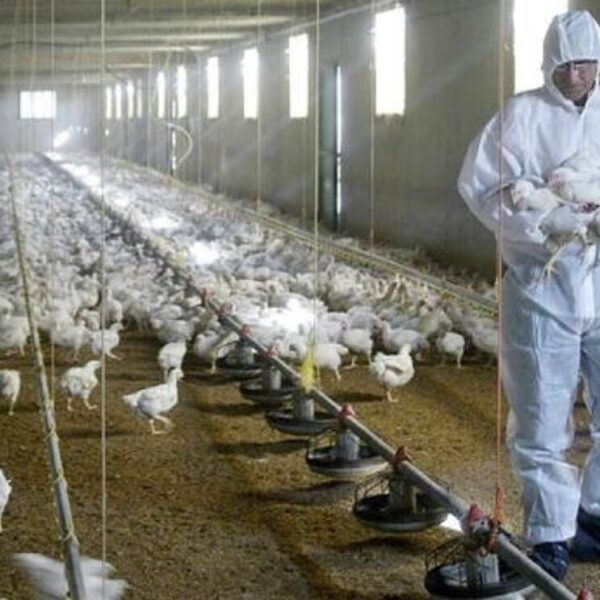 Anuncian que nueva gripe aviar afectaría a los humanos