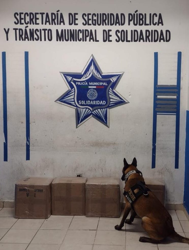 Unidad Canina ha detectado 32 kilos de narcóticos en Playa del Carmen; son constantes las revisiones que la empresa de paquetería.