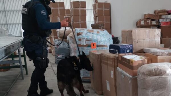 Unidad Canina ha detectado 32 kilos de narcóticos en Playa del Carmen.