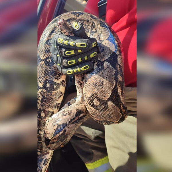 Encuentran boa de 2 metros de largo en la SM 249 de Cancún