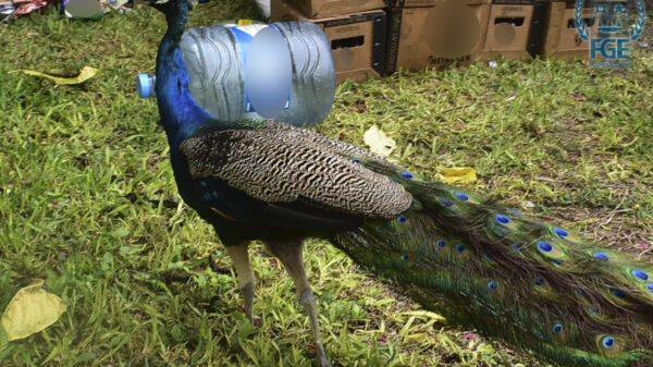 Aseguran 164 animales exóticos y detienen a 3 en un cateo en Xul-Ha.