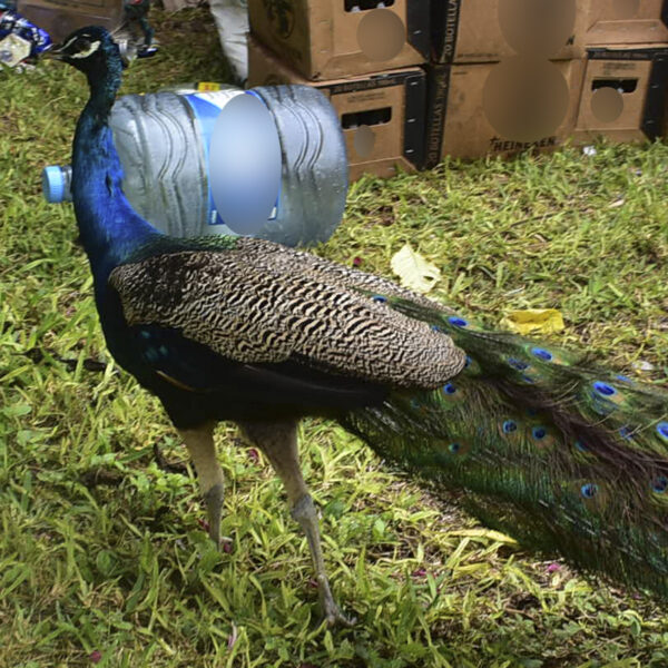 Aseguran 164 animales exóticos y detienen a 3 en un cateo en Xul-Ha.