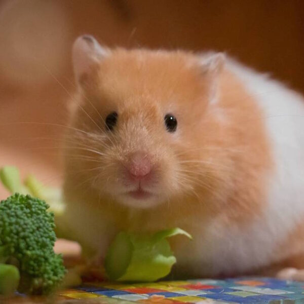 Por brote de Covid-19, serán sacrificados 2 mil hámsters