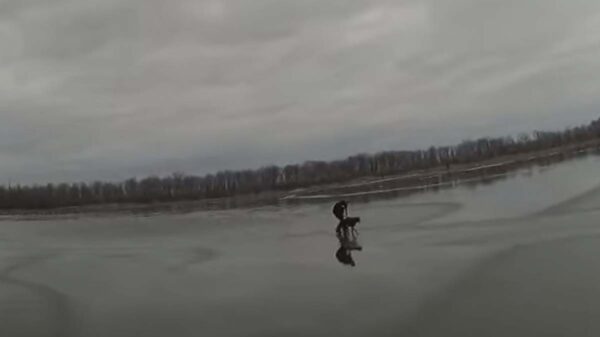 Video: Policía rescata a perrita de lago congelado