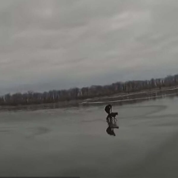 Video: Policía rescata a perrita de lago congelado