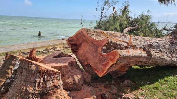 Clausuran ecocidio en el bulevar Bahía de Chetumal.