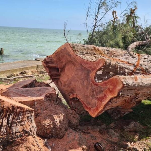 Clausuran ecocidio en el bulevar Bahía de Chetumal.