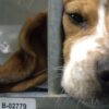 ¡Crueldad animal! Tras experimento, sacrificarán a 32 cachorros