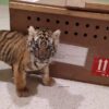 Decomisan un tigre de bengala en el aeropuerto de Mérida.