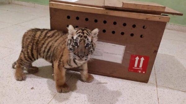 Decomisan un tigre de bengala en el aeropuerto de Mérida.
